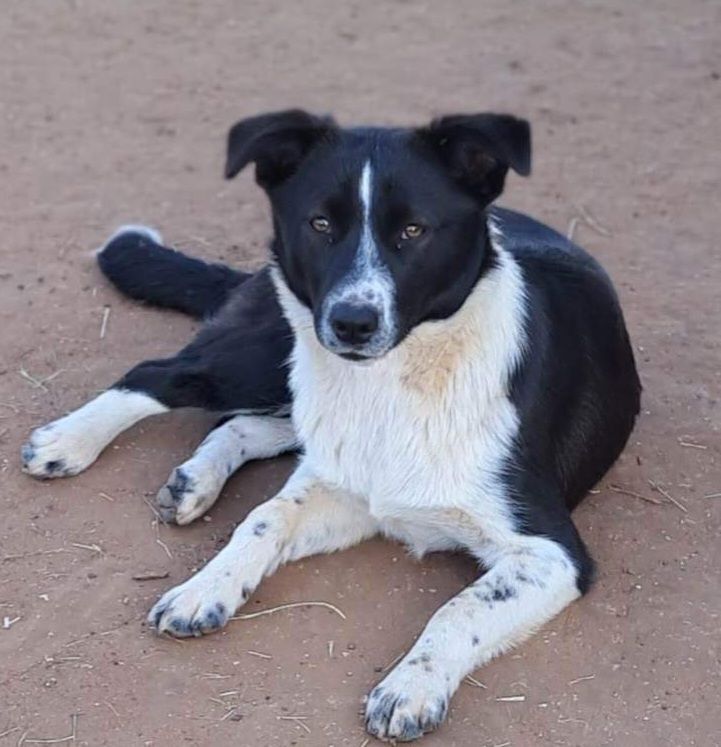 australian cattle dog wags its tail