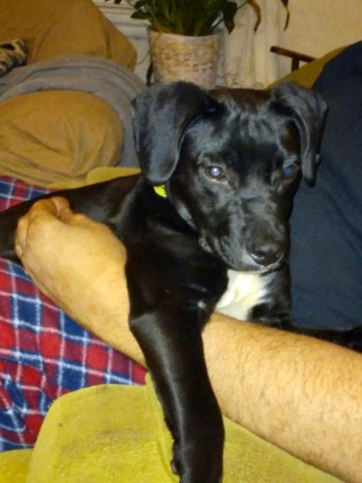 Oscar, an adopted Labrador Retriever Mix in Brunswick, ME_image-2