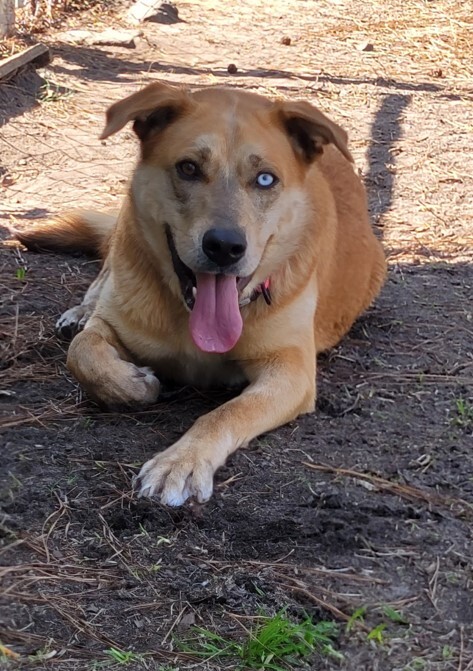 Neila (Lady Mae), an adopted Labrador Retriever & Husky Mix in Wilmington, NC_image-3