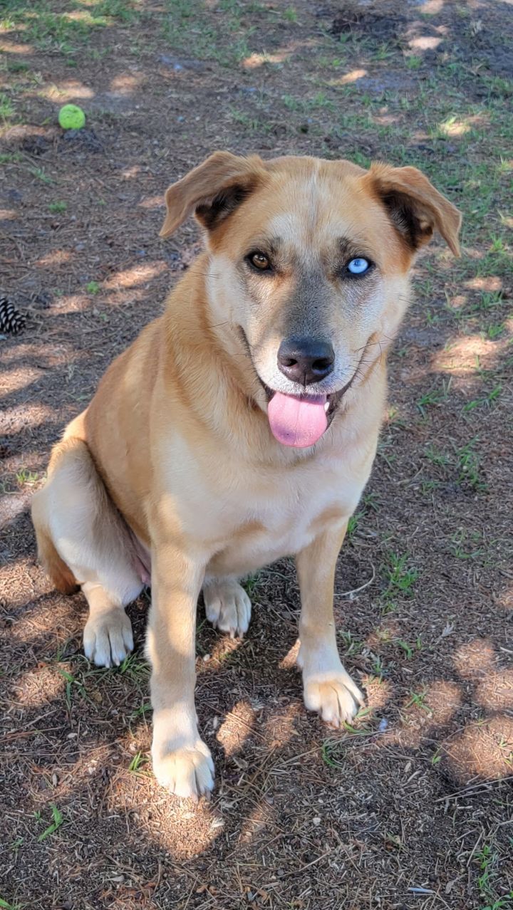 Neila (Lady Mae), an adopted Labrador Retriever & Husky Mix in Wilmington, NC_image-1