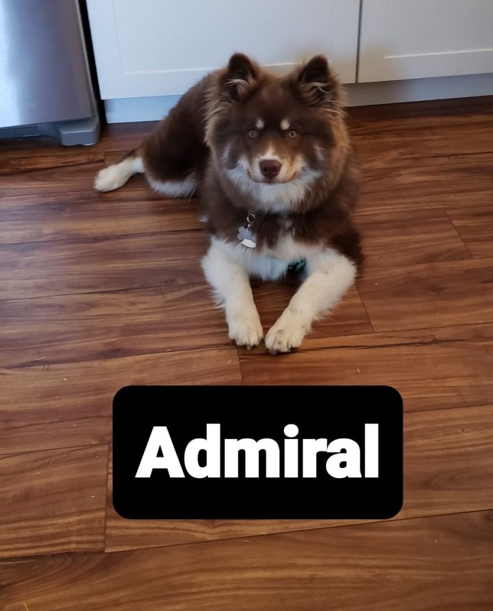 Admiral 1