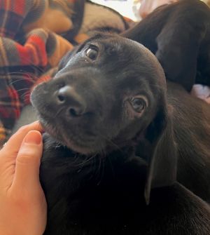 Dogs for Adoption Near Minneapolis, MN | Petfinder