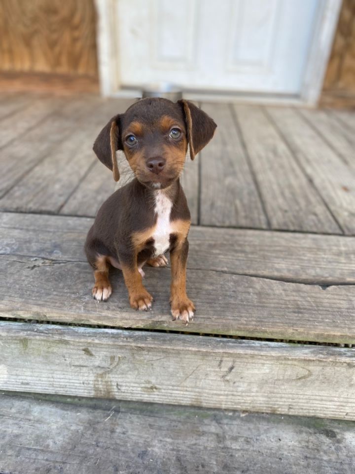 Miniature pinscher best sale and beagle mix