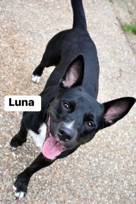 Luna, an adoptable German Shepherd Dog, Corgi in Texarkana, TX, 75503 | Photo Image 1