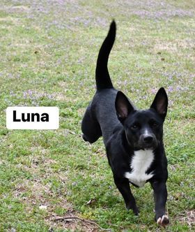 Luna, an adoptable German Shepherd Dog, Corgi in Texarkana, TX, 75503 | Photo Image 1