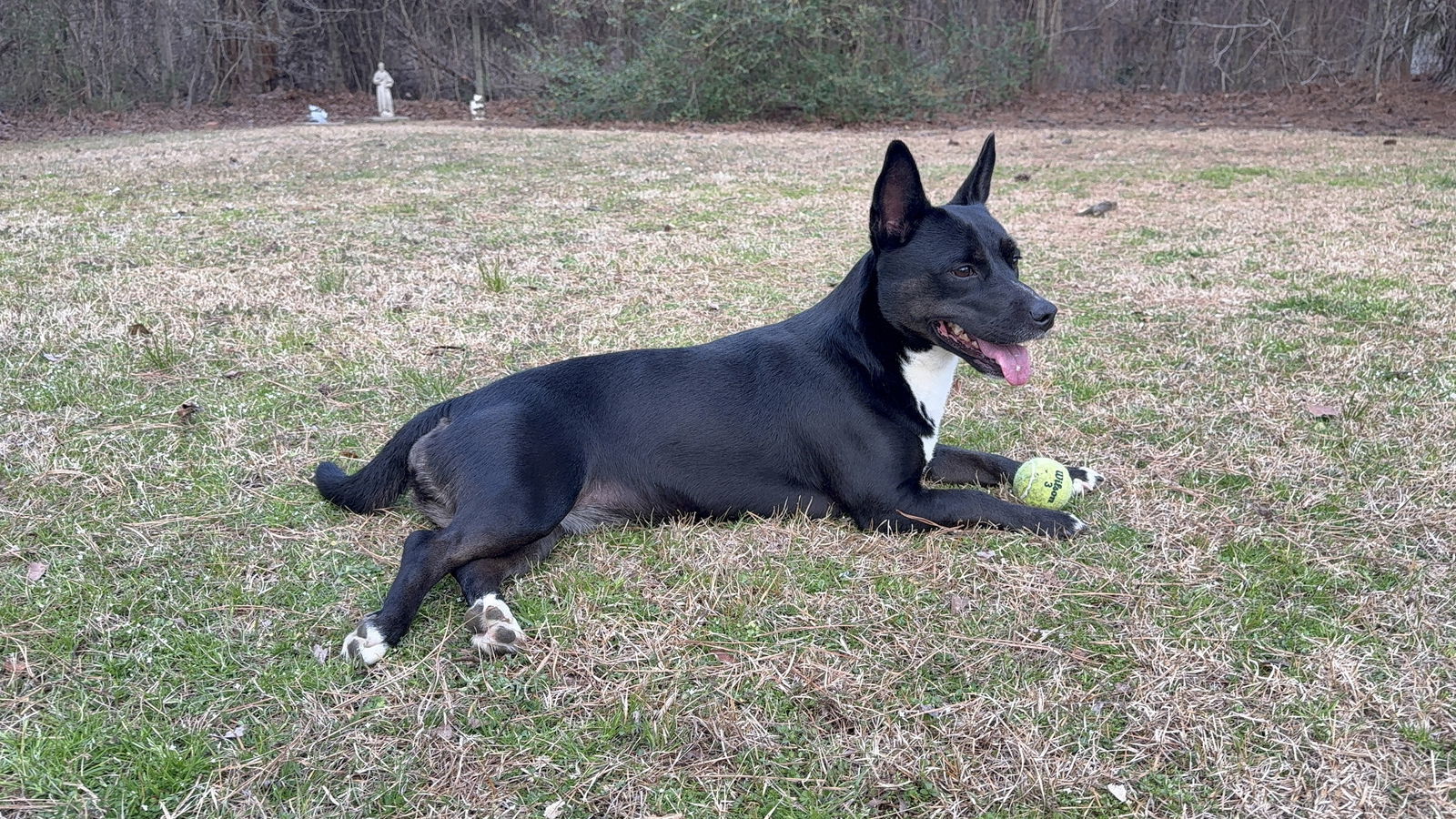 Luna, an adoptable German Shepherd Dog, Corgi in Texarkana, TX, 75503 | Photo Image 1