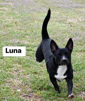 Luna, an adoptable German Shepherd Dog, Corgi in Texarkana, TX, 75503 | Photo Image 2