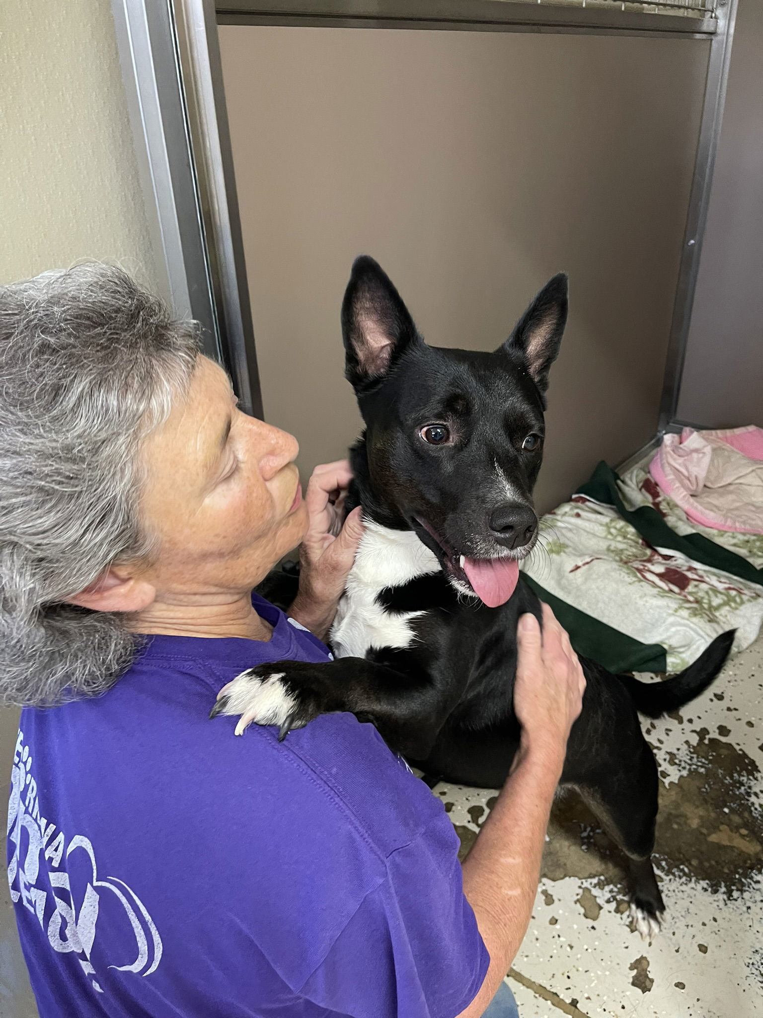 Luna, an adoptable German Shepherd Dog, Corgi in Texarkana, TX, 75503 | Photo Image 3
