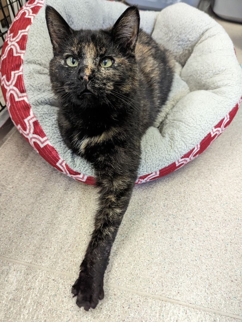 Rotini - Private Investigator-FEE WAIVED