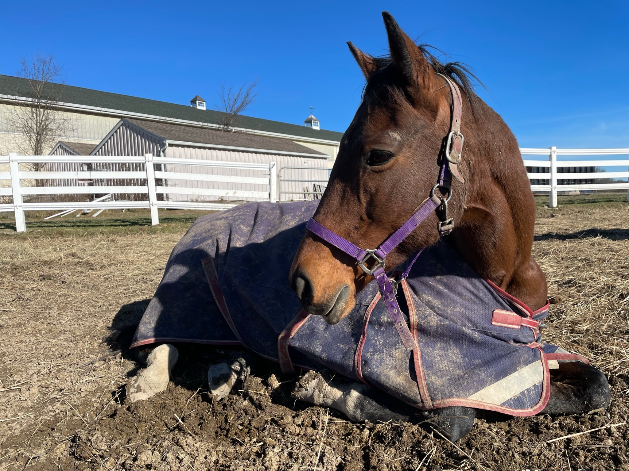 Horse for adoption - Jasmine, a Standardbred in Kerhonkson, NY | Petfinder