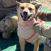 Sadie, an adoptable Shiba Inu in San Angelo , TX, 76904 | Photo Image 2