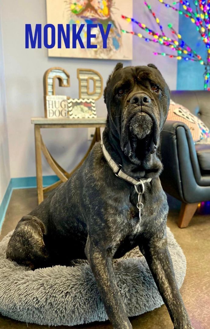 Petfinder store cane corso