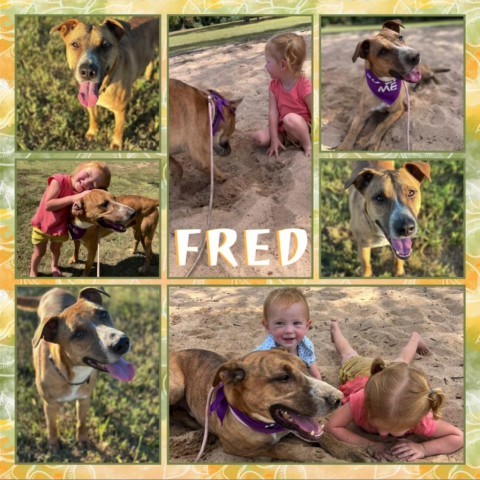 Fred, an adoptable Pit Bull Terrier in Fort Smith, AR, 72916 | Photo Image 1