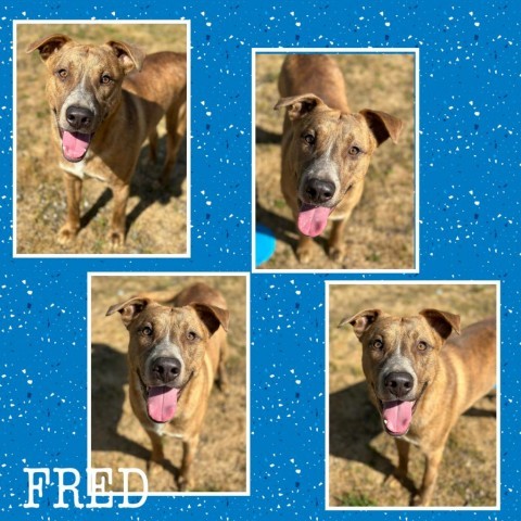 Fred, an adoptable Pit Bull Terrier in Fort Smith, AR, 72916 | Photo Image 2