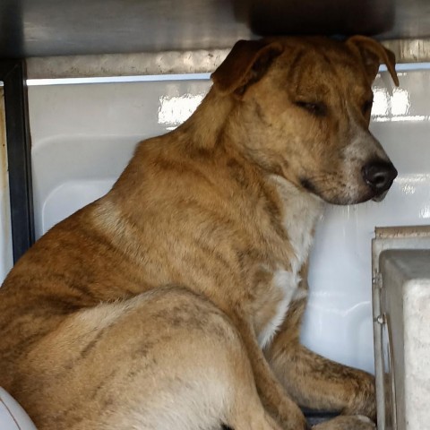 Fred, an adoptable Mountain Cur in Fort Smith, AR, 72916 | Photo Image 3