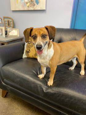 Phoebe, an adoptable Dachshund in San Angelo , TX, 76904 | Photo Image 1