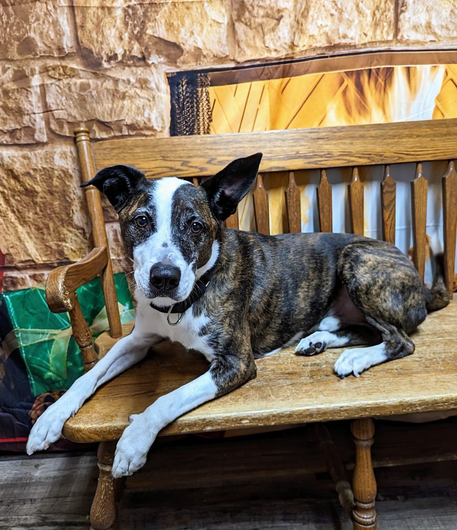 Augie, an adoptable Pit Bull Terrier in Oconto, WI, 54153 | Photo Image 2