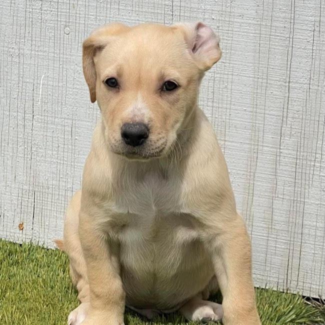 Dog for adoption - Vogue Pup - Armani, a Labrador Retriever & Terrier Mix  in San Diego, CA | Petfinder