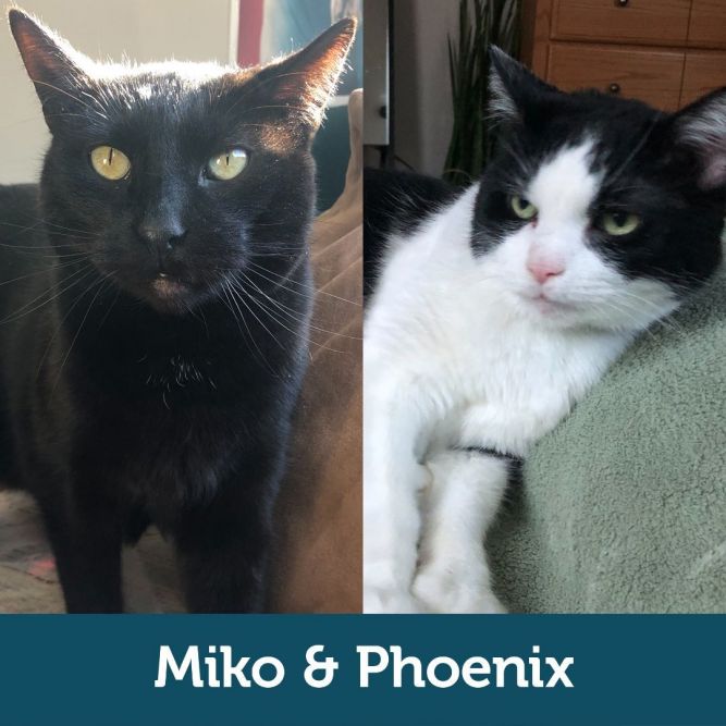 Miko & Phoenix (Bonded Pair)