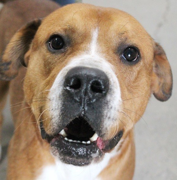 Buddy, an adoptable Labrador Retriever & American Bulldog Mix in Carrollton, GA_image-1