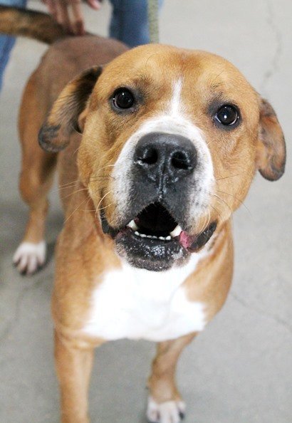 Buddy, an adoptable Labrador Retriever & American Bulldog Mix in Carrollton, GA_image-2