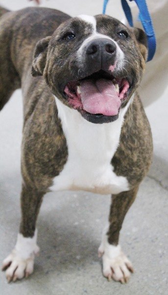 Sarah, an adoptable American Bulldog Mix in Carrollton, GA_image-2