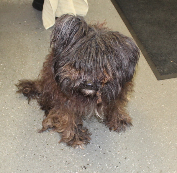 Wf 3 Prince Hw++, an adoptable Poodle, Pomeranian in Lawrenceville, GA, 30045 | Photo Image 2