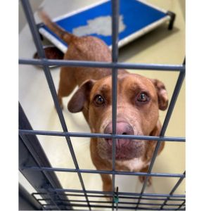 Dog kennel clearance gateshead