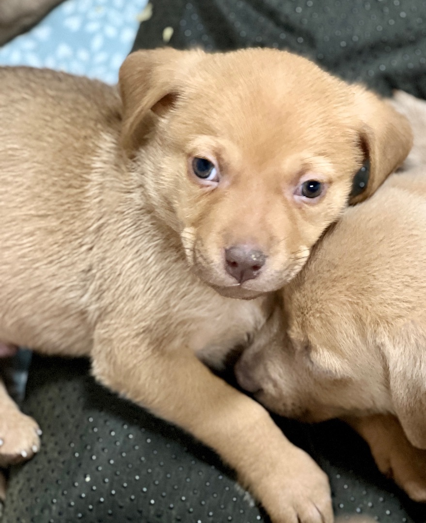 Dog for adoption - Caramel - Runt, a Vizsla & Labrador Retriever Mix in  Albany, NY | Petfinder