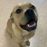 Biscuit, an adoptable Pit Bull Terrier & Boston Terrier Mix in Rushville, IL_image-1