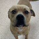 Biscuit, an adopted Pit Bull Terrier & Boston Terrier Mix in Rushville, IL_image-2