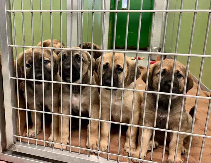 Dog for adoption - Large breed puppies, an Anatolian Shepherd Mix in Delhi,  NY | Petfinder