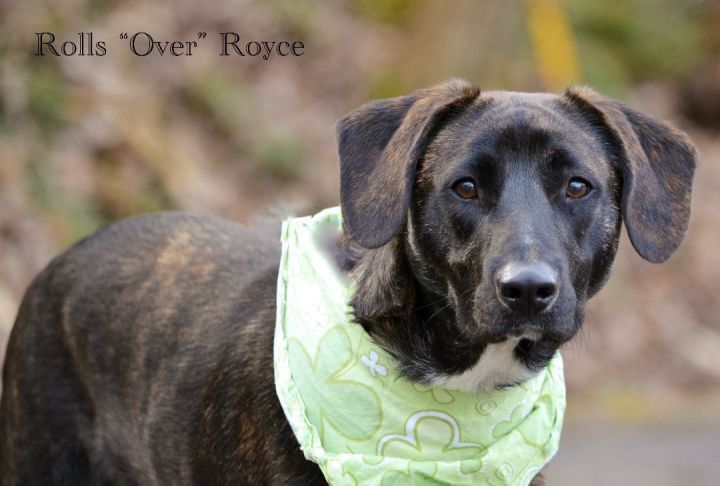 Rolls "Over" Royce, an adopted Terrier Mix in Sevierville, TN_image-1