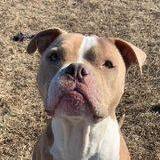 Chato, an adoptable Pit Bull Terrier in Rushville, IL_image-1