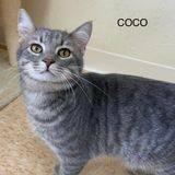 CoCo