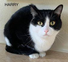 Harry, an adoptable Domestic Short Hair in Rushville, IL_image-2