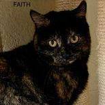 Faith, an adoptable Tortoiseshell in Rushville, IL_image-1