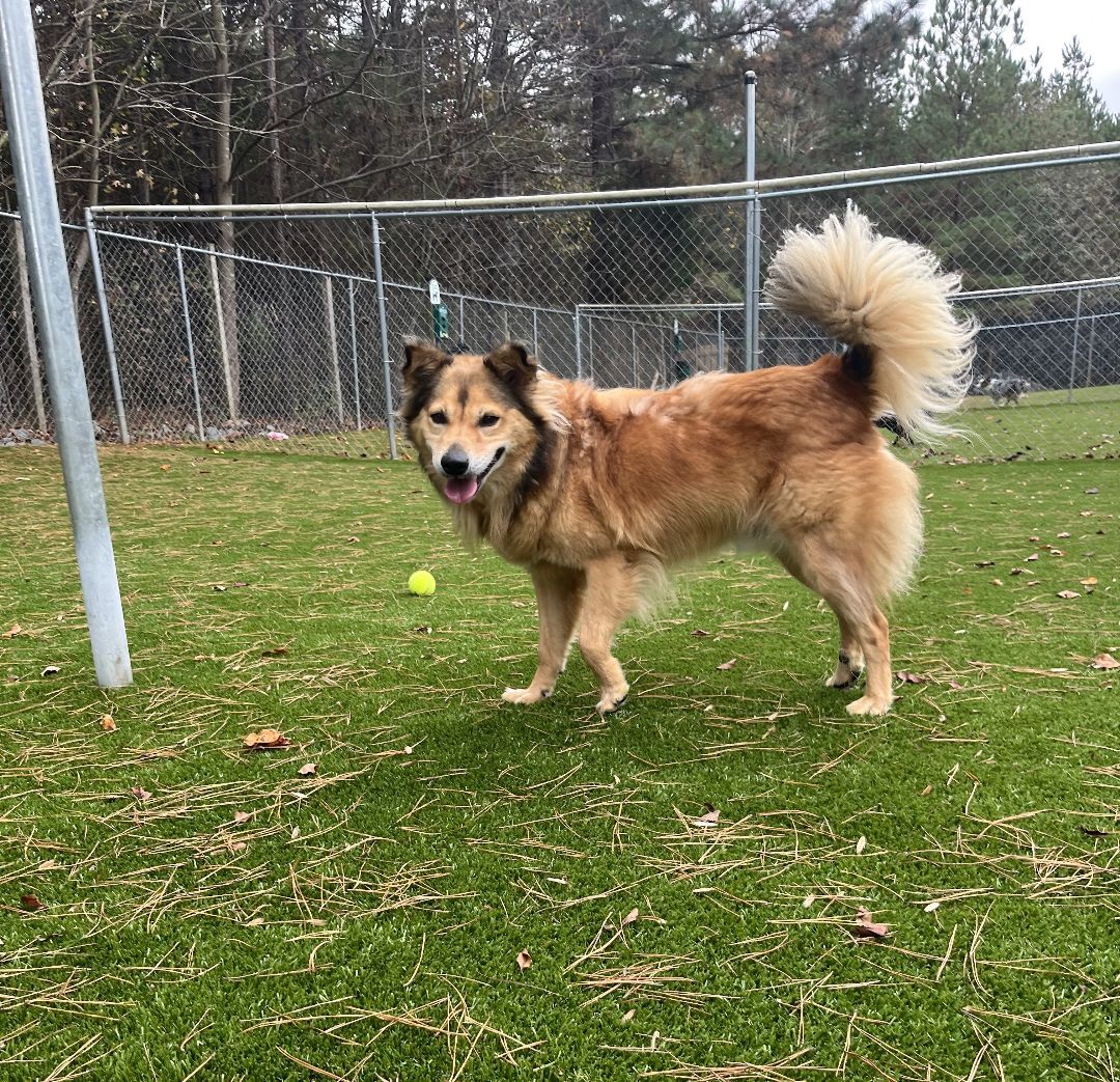 Golden best sale retriever wolf