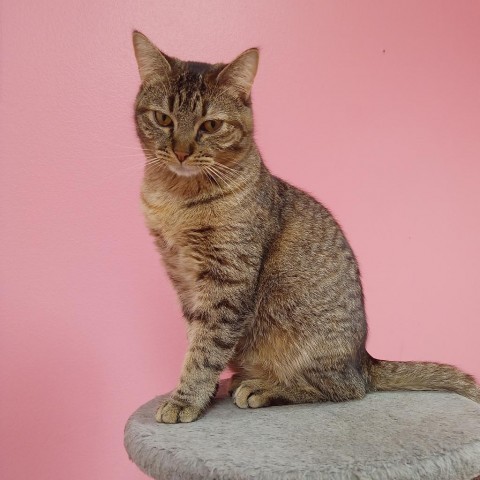 Mya, an adoptable Domestic Short Hair in Monroe, LA, 71203 | Photo Image 1