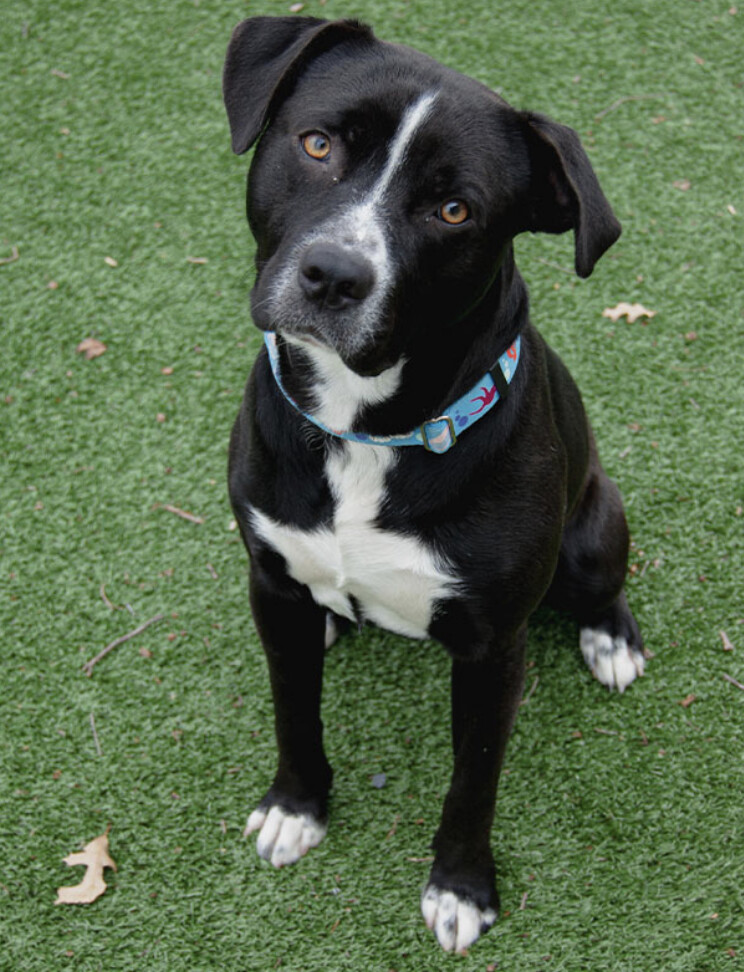 Black and store white lab mix