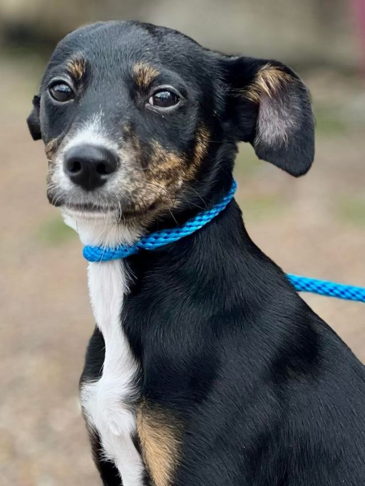 Highway, an adoptable Terrier Mix in Brunswick, ME_image-2
