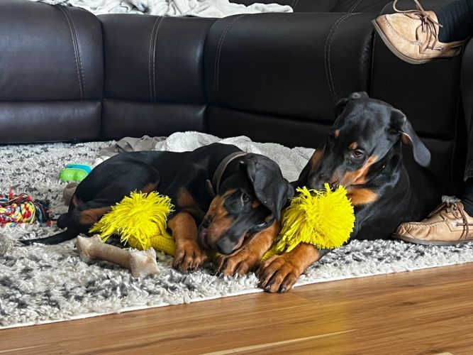 Doberman Puppies (2)