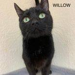 Willow, an adoptable Domestic Short Hair in Rushville, IL_image-2