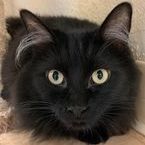 Vlad, an adoptable Domestic Long Hair in Rushville, IL_image-1