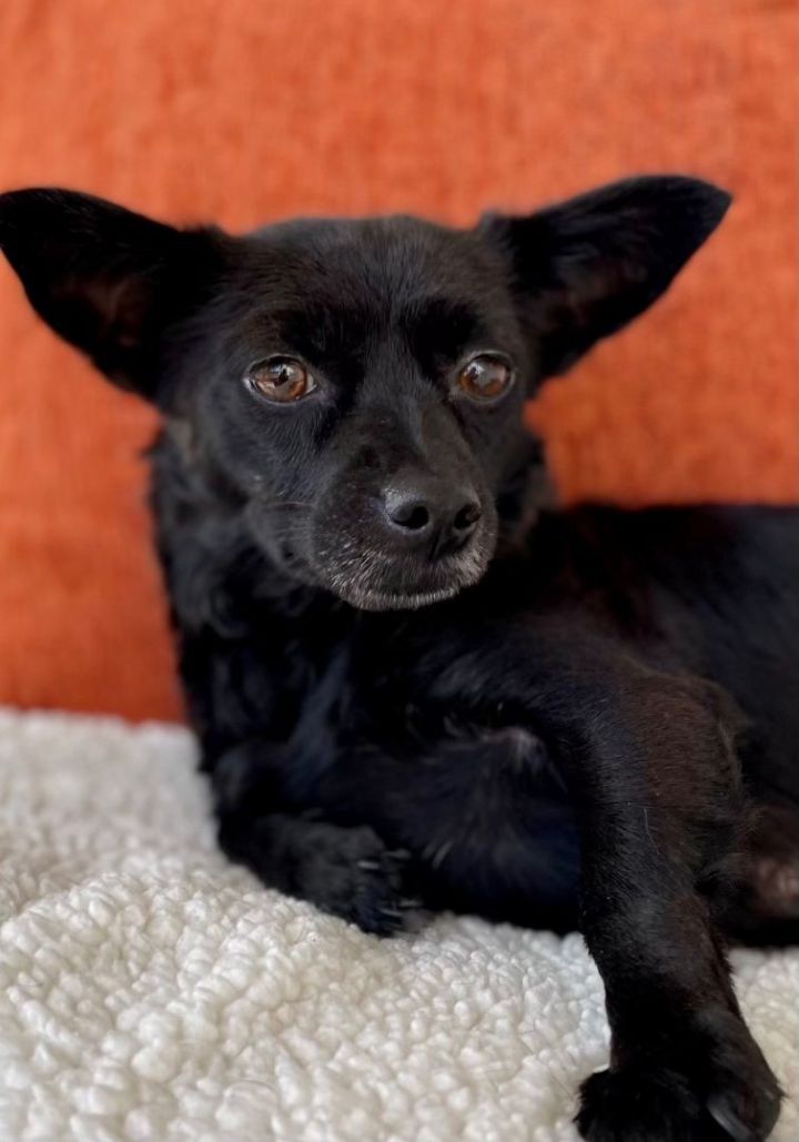 Dog for adoption - Ginny, a Chihuahua & Schipperke Mix in New NY Petfinder