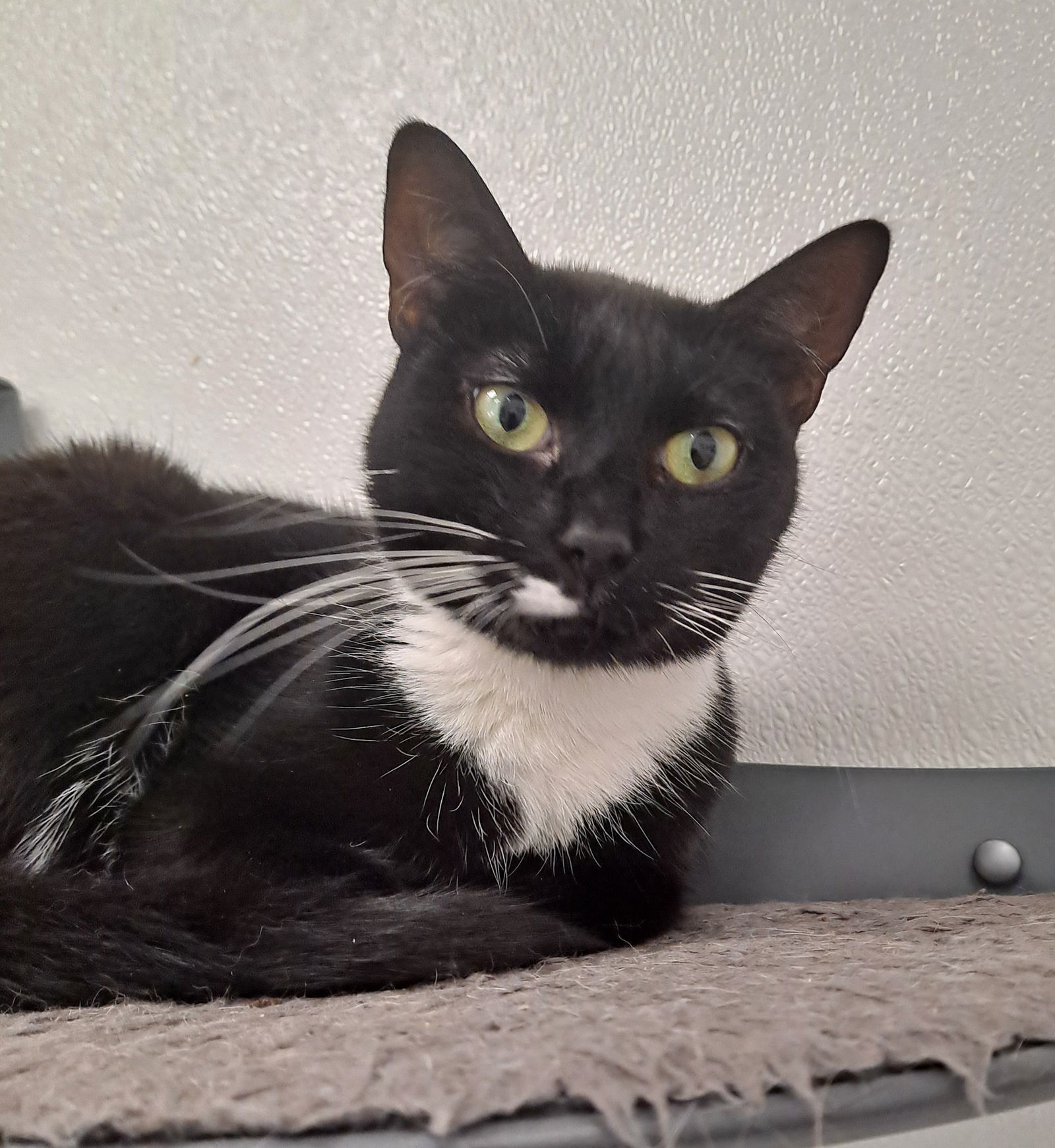 Tuxedo Sue, an adoptable Domestic Short Hair, Tuxedo in Bay City, MI, 48706 | Photo Image 1