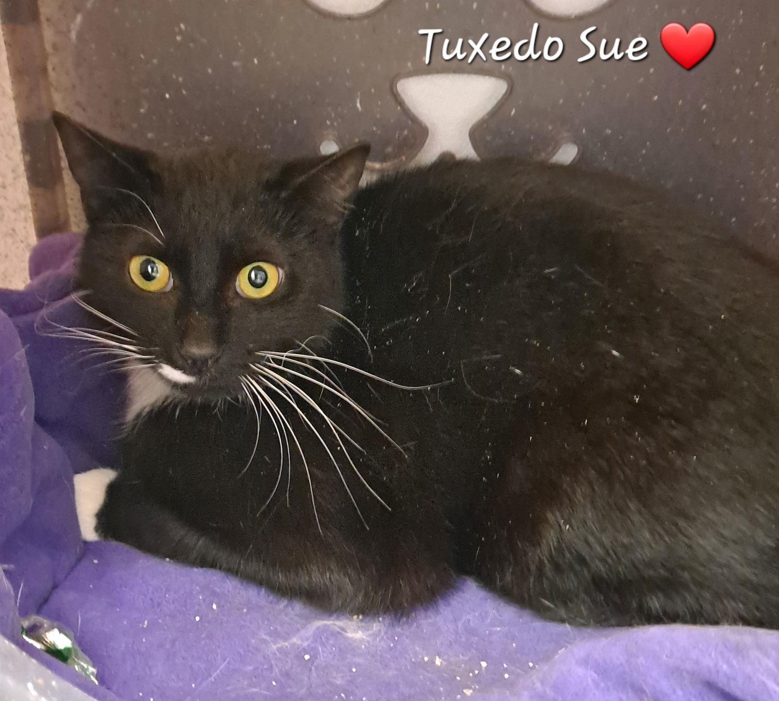 Tuxedo Sue, an adoptable Domestic Short Hair, Tuxedo in Bay City, MI, 48706 | Photo Image 2