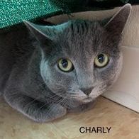 Charly, an adoptable Domestic Short Hair in Rushville, IL_image-1