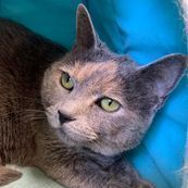 Frankie, an adoptable Domestic Short Hair in Rushville, IL_image-1