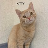 Kitty, an adoptable Tabby in Rushville, IL_image-1
